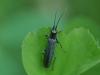 Oedemera sp.